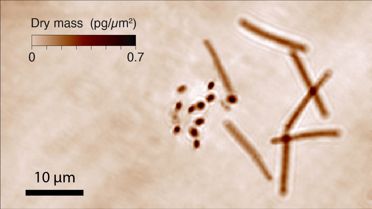 Bacterie thermophiles