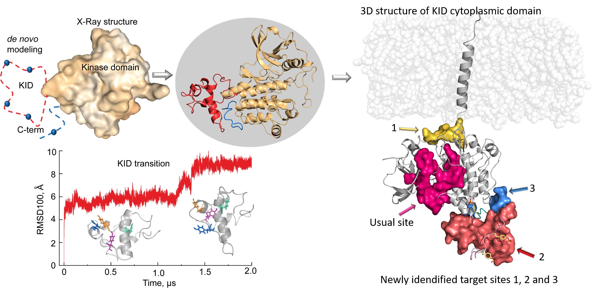 La modélisation du domaine cytoplasmique du RTK KIT permet d'identifier de nouvelles cibles pour le développement de molécules anticancéreuses de nouvelle génération.