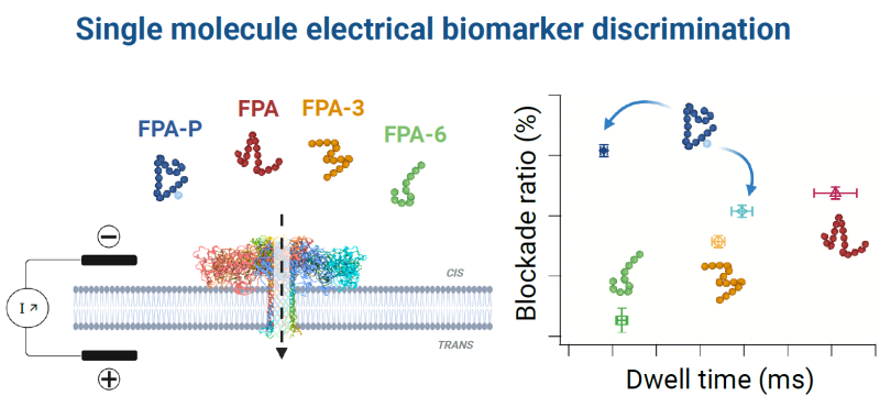 Le FPA existe sous plusieurs formes dans le sang