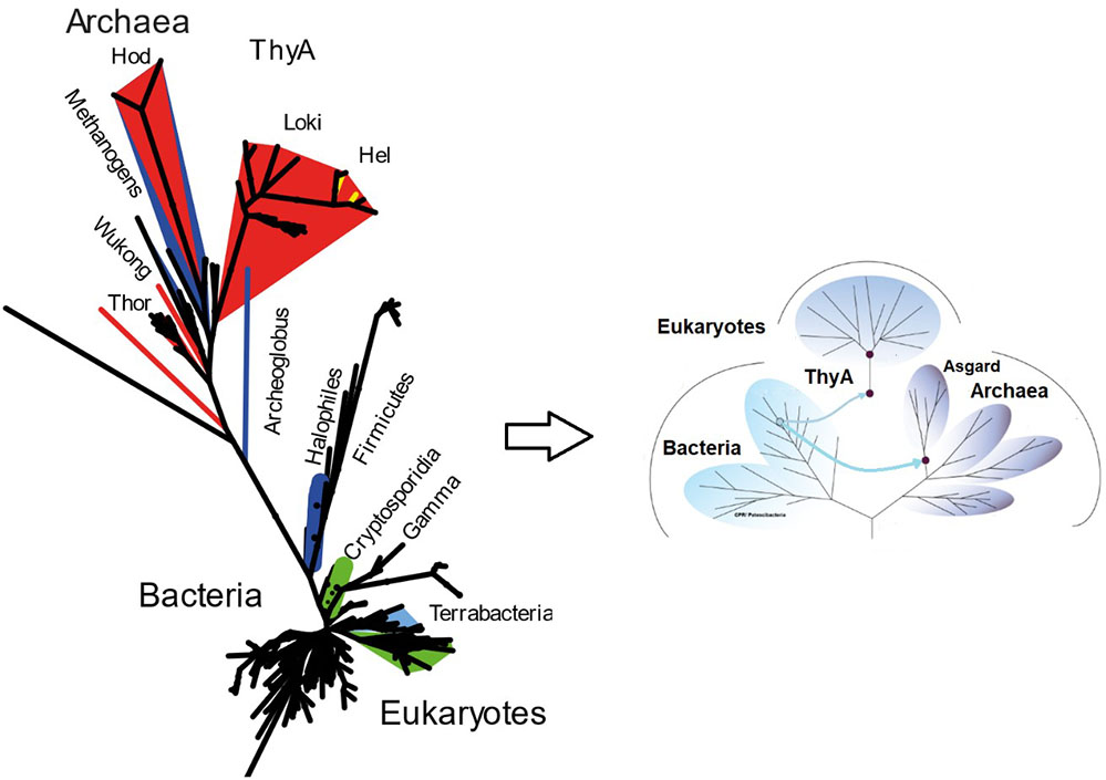  Arbre phylogénétique à maximum de vraisemblance non enraciné de ThyA