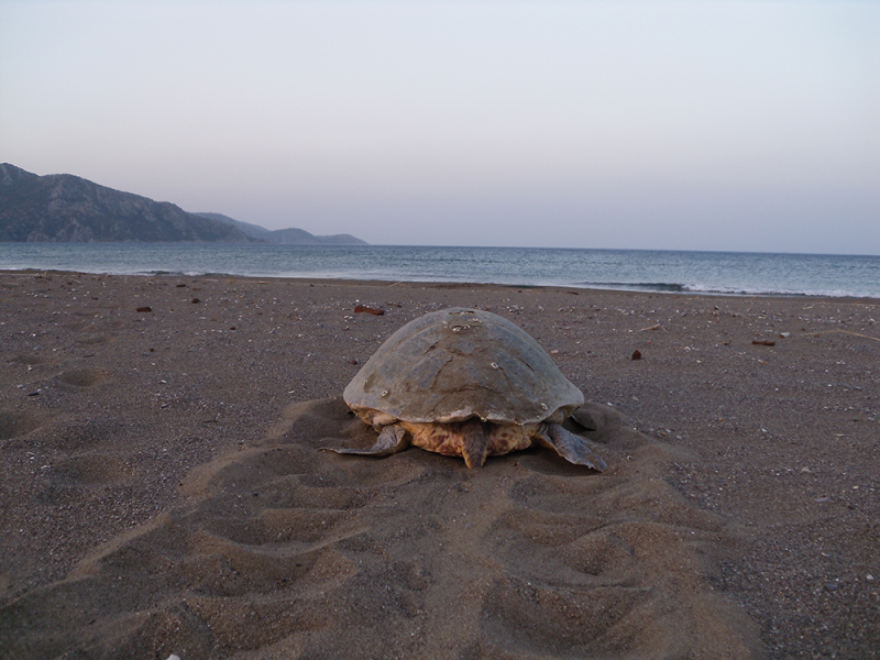 Image d'une tortue sur la plage
