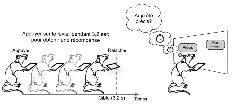 Les rats ont appris à appuyer au moins 3,2 secondes sur un levier. En fonction de l’écart entre cet objectif et sa réalisation, une récompense est distribuée à gauche ou à droite. Les rats choisissent majoritairement le distributeur correspondant à leur marge d’erreur, car ils ont appris que le côté récompensé dépendait de leur précision et sont capables d’évaluer leur performance.
