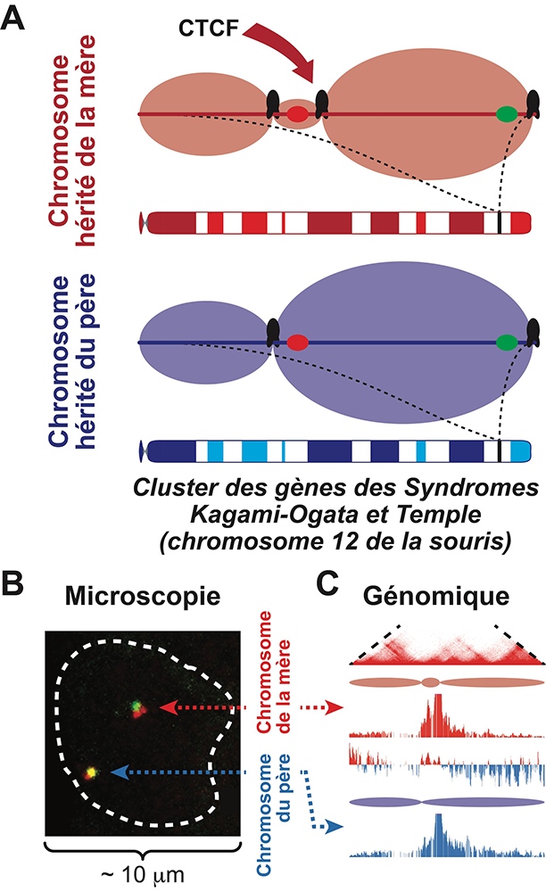 Figure : A. La région chromosomique (ADN) contenant les gènes responsables des syndromes Kagami-Ogata et Temple est séparée en trois domaines structurels (« TADs ») sur le chromosome hérité de la mère, alors que seulement deux domaines sont présents sur le chromosome hérité du père, où un « signal » épigénétique empêche un troisième cas de fixation de la protéine CTCF.  B. Microscopie à haute résolution montrant deux gènes (marqués par un colorant rouge ou vert) séparés sur le chromosome hérité de la mère m