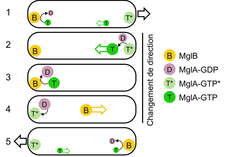 Modèle du contrôle de l’inversion du sens de mouvement de la bactérie M. xanthus par une GTPase à 3 états et sa GAP