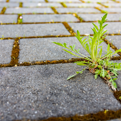 illustration mauvaise herbe © funkenzauber - adobe-stock