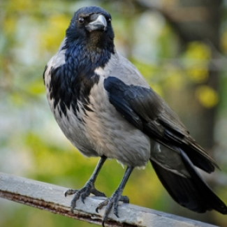 Oiseau 