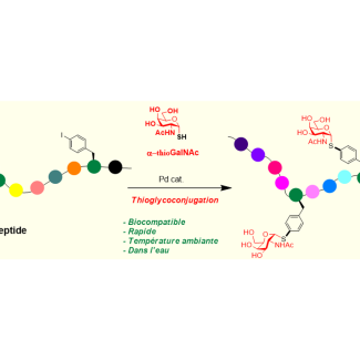 Peptides 