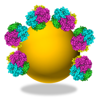 Molécules d’hémoglobine adsorbées à la surface d’une nanoparticule de silice d’une vingtaine de nanomètres de diamètre