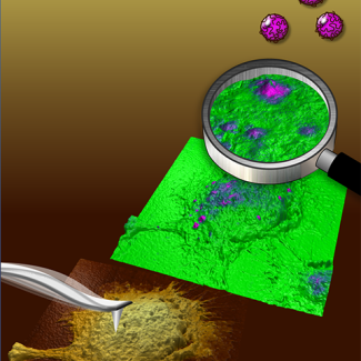 Marquage de nanoparticules 