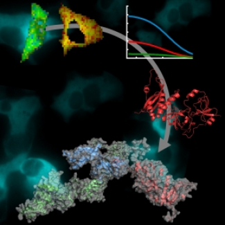 Enzyme