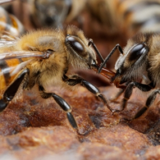 Abeille