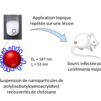Leishmaniose exemple avec une souris 