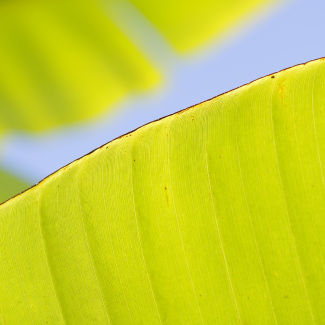 Image de feuille de bananier verte jaune
