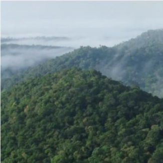 Les forêts tropicales africaines n'ont pas récupéré après l'épisode extrême El Niño de 2015-2016