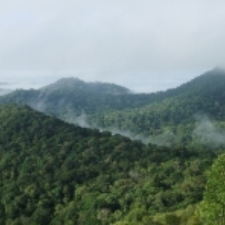 Image de foret vu du ciel