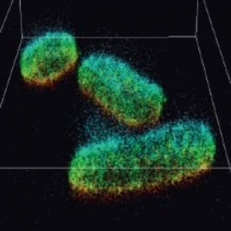 Image de cellules vertes en microscopie