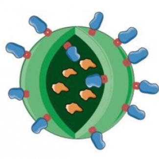 Nanoparticules squalène