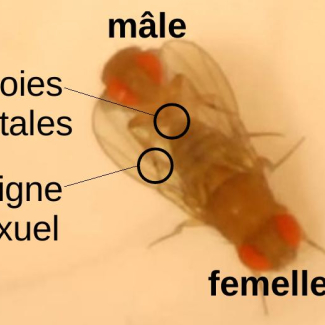 Organes de drosophiles