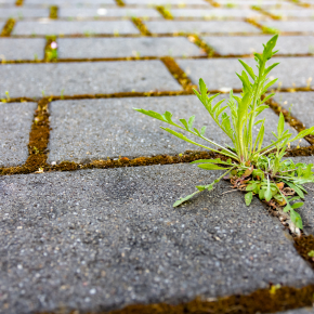 illustration mauvaise herbe © funkenzauber - adobe-stock