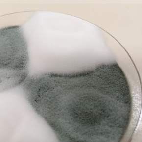 Penicillium camemberti : une histoire de domestication sur fromage