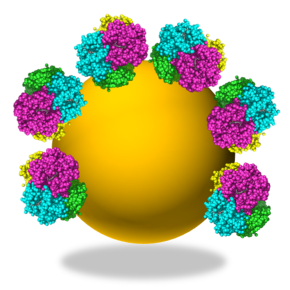 Molécules d’hémoglobine adsorbées à la surface d’une nanoparticule de silice d’une vingtaine de nanomètres de diamètre