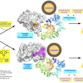 Cellules cancéreuses 