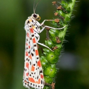 Papillon
