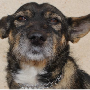 Image de chien brun et creme