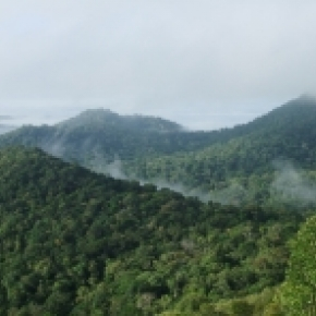 Image de foret vu du ciel