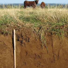 Vache brune dans pré aride marron