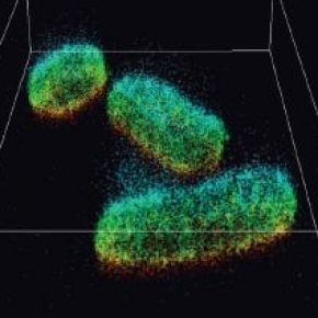 Image de cellules vertes en microscopie