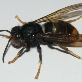 Frelon asiatique