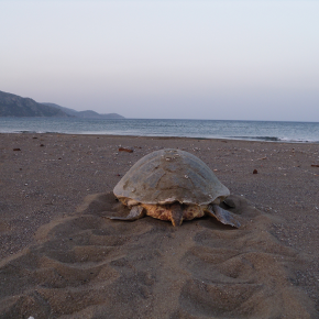 Image d'une tortue sur la place allant vers la mer