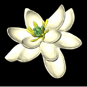 Fleur ancestrale blanche