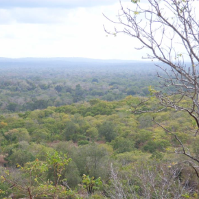 Image de forêt tropicale sèche dans les tons bruns