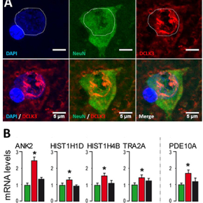 Localisation de la protéine DCLK3 dans le cerveau du primate non-humain et son effet régulateur sur les gènes. A : localisation de DCLK3 par microscopie confocale dans le striatum. L’ADN en bleu, DCLK3 en rouge et la protéine spécifique de neurone