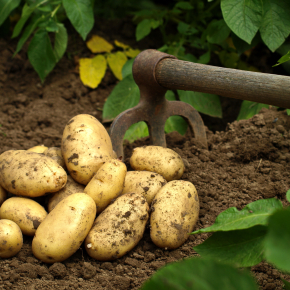 illustration culture pdt ©olympus E5 Adobe-Stock.com