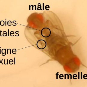 Organes de drosophiles