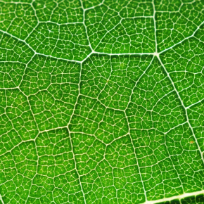 Image de feuille verte