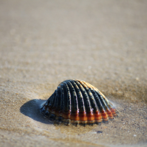 Sur la plage abandonnée, coquillage et crustacé