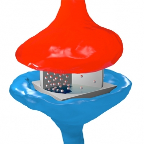 Schéma d'une synapse électrique