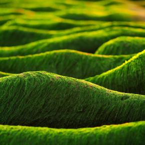 Algues dans la baie de Taiwan