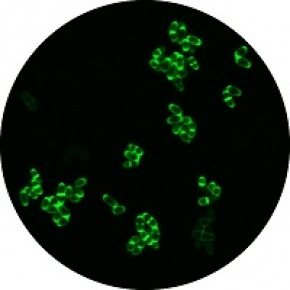 Une sonde pour l’étude de la paroi cellulaire des mycobactéries